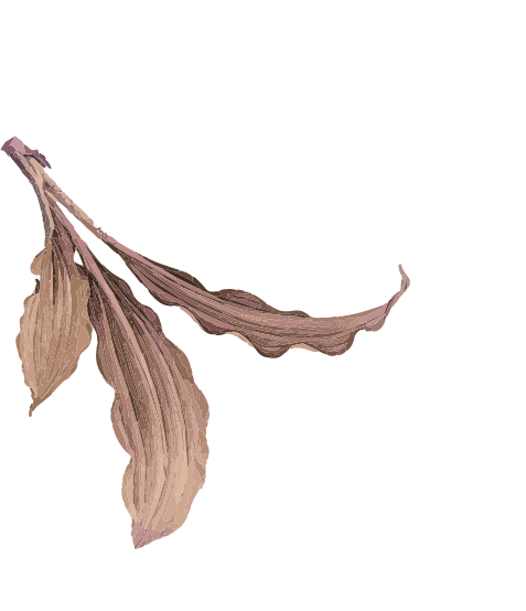 feuille