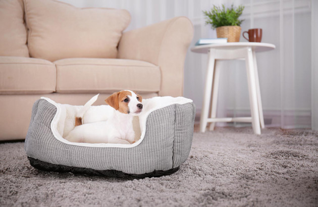 Carrelage recouvert de moquette dans un salon