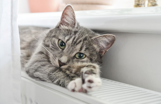 chat étendu sur radiateur