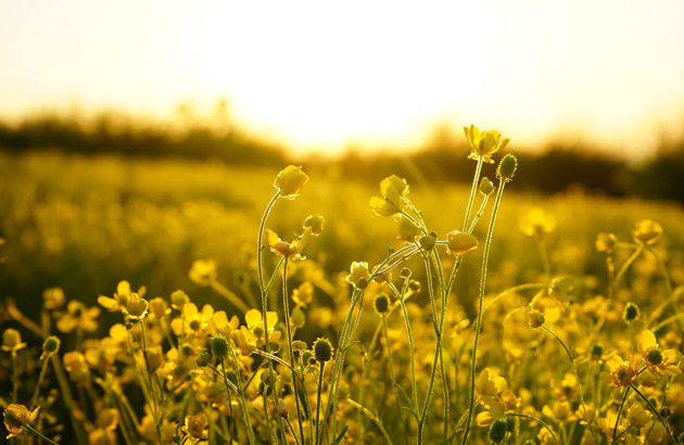 Fleurs de colza dans un champ