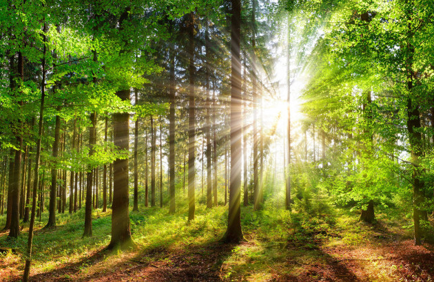 Bénéficiaires de la gestion durable des forêts.