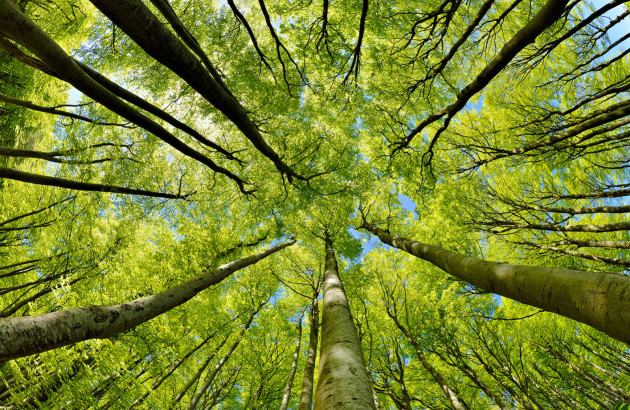 Bois certifié FSC, garantie de produits en bois écologiques