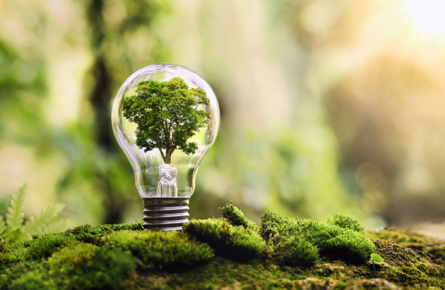 Ampoule avec un arbre qui pousse à l'intérieur, synonyme d'écologie