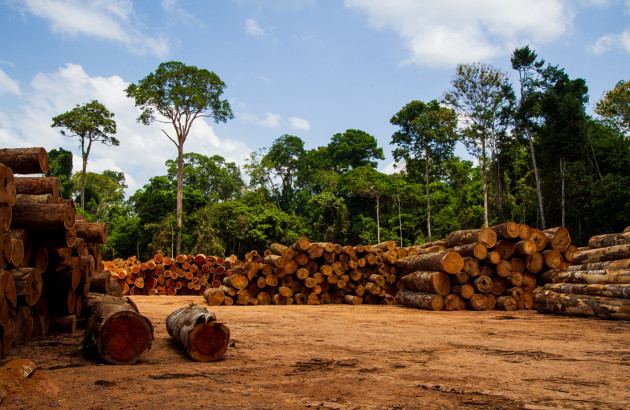 Déforestation dans une forêt amazonienne