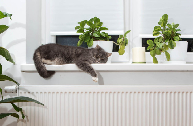 Chat sur un radiateur