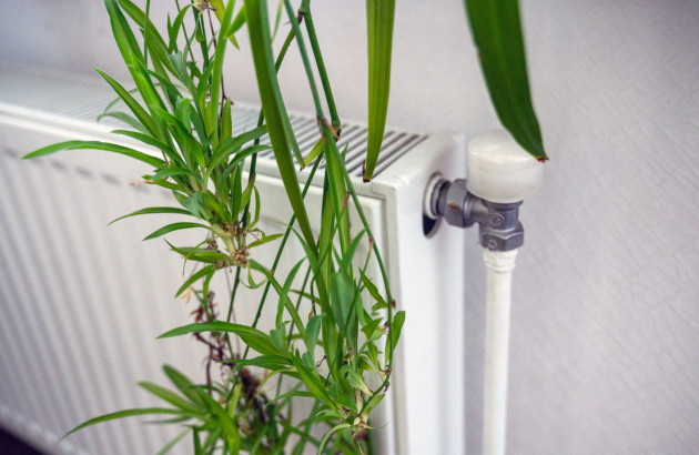 Plante posée devant un chauffage central 