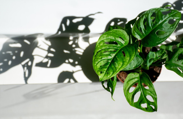 Plante tropicale dans un pot