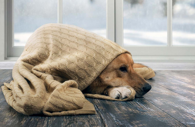 Chien caché sous un pull