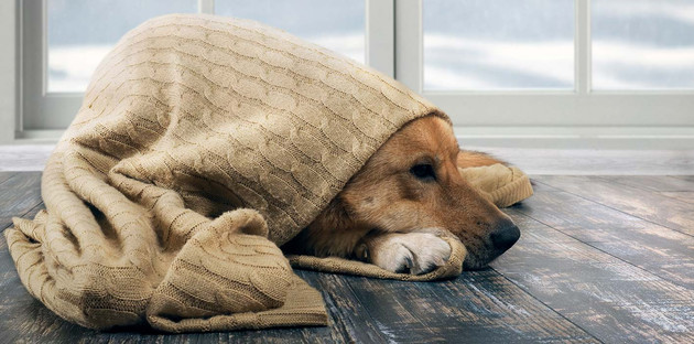 chien caché sous un pull