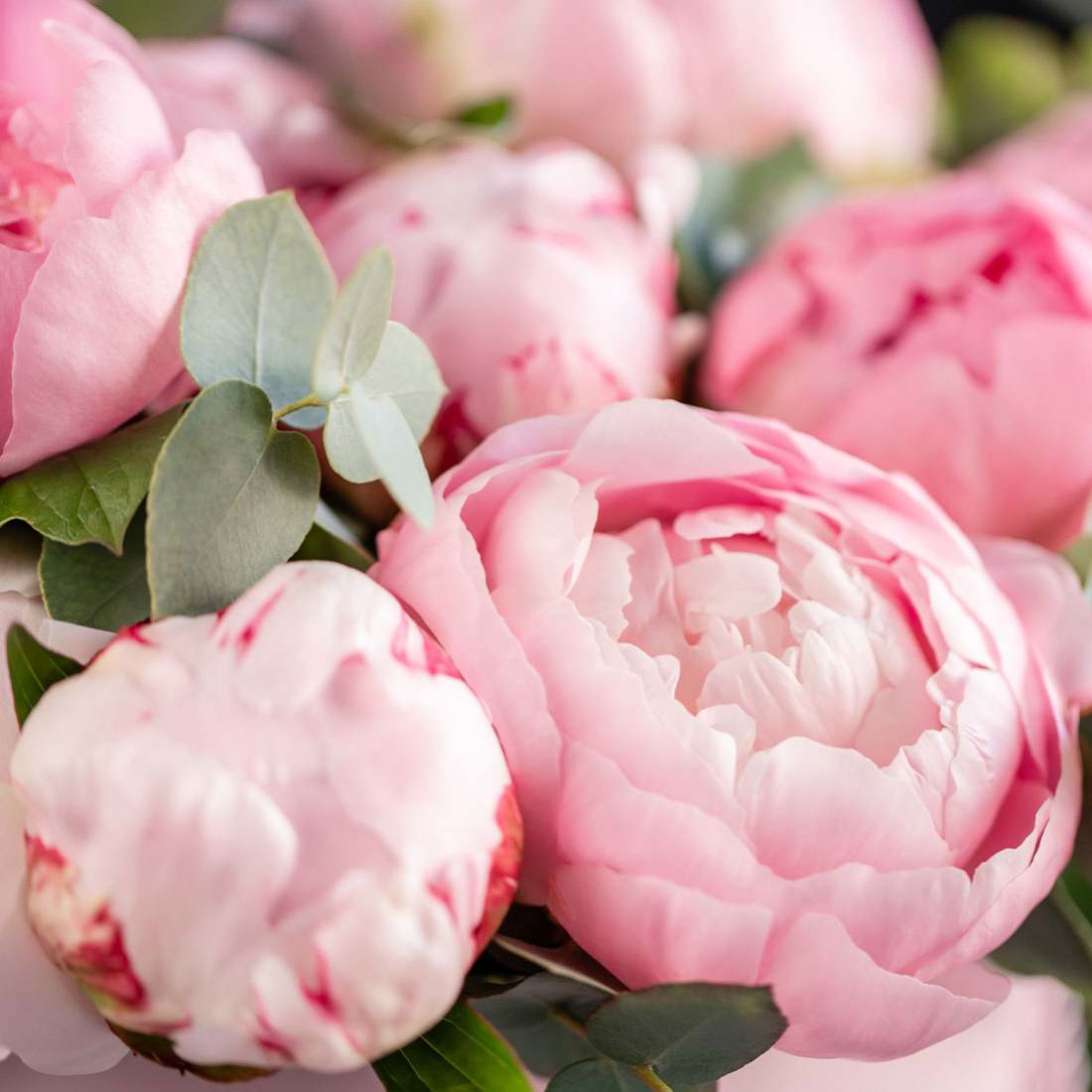 texture florale pivoine rose