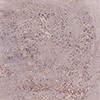 Carrelage Hangar par Roca Carrelage en coloris Ciment
