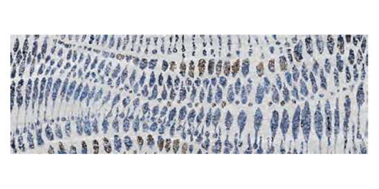 Décor Strata par Ibero en coloris Decor Light
